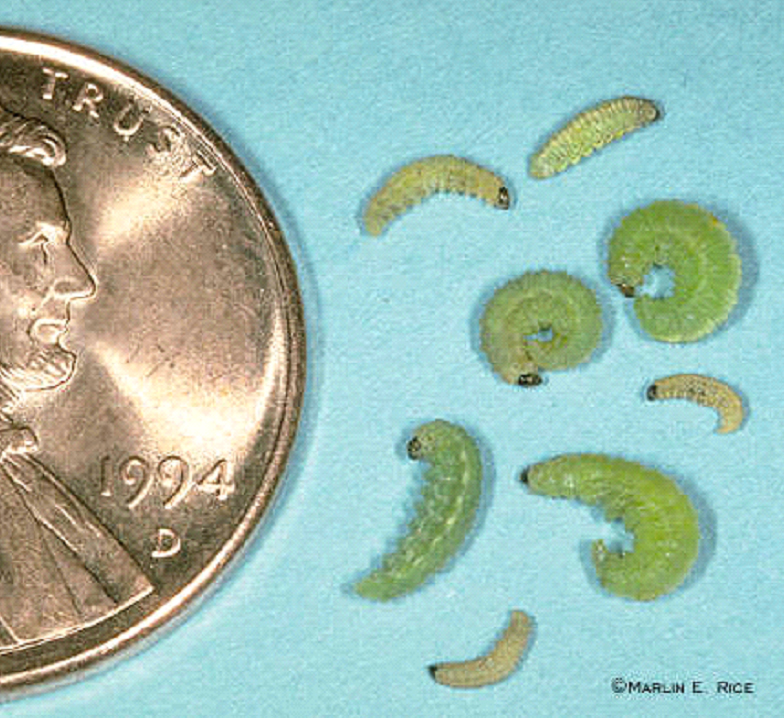 alfalfa weevil larvae with penny for scale. The larvae are small and green, about as long as the head on the penny